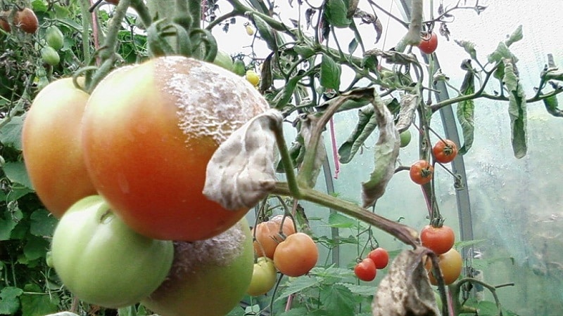 How to properly use copper sulfate against late blight on tomatoes: step-by-step instructions and useful recommendations