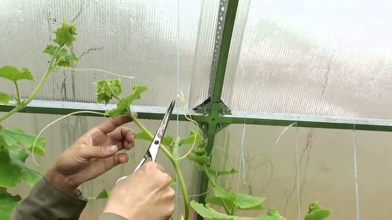 How to pinch cucumbers correctly - when and why it is necessary