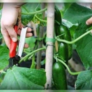How to pinch cucumbers correctly - when and why it is necessary
