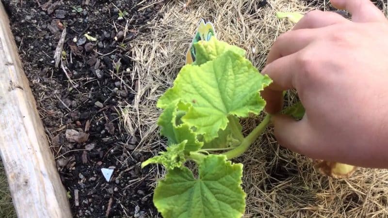 How to pinch cucumbers correctly - when and why it is necessary