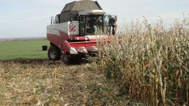 How corn is harvested for grain: timing and stages of the process, further processing and storage of the crop