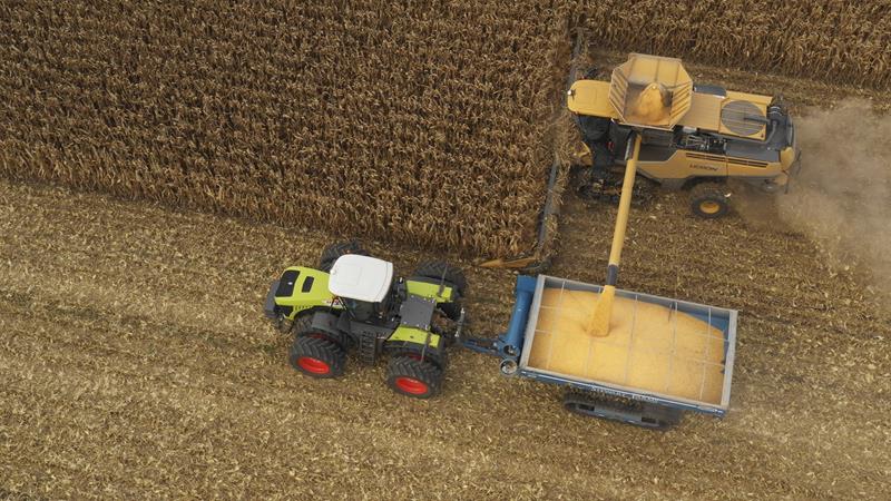 How corn is harvested for grain: timing and stages of the process, further processing and storage of the crop