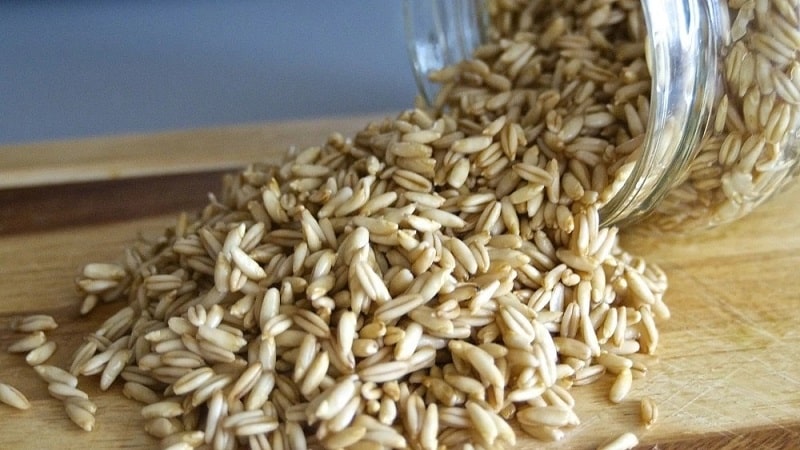 How to sprout oats at home for food: step-by-step instructions