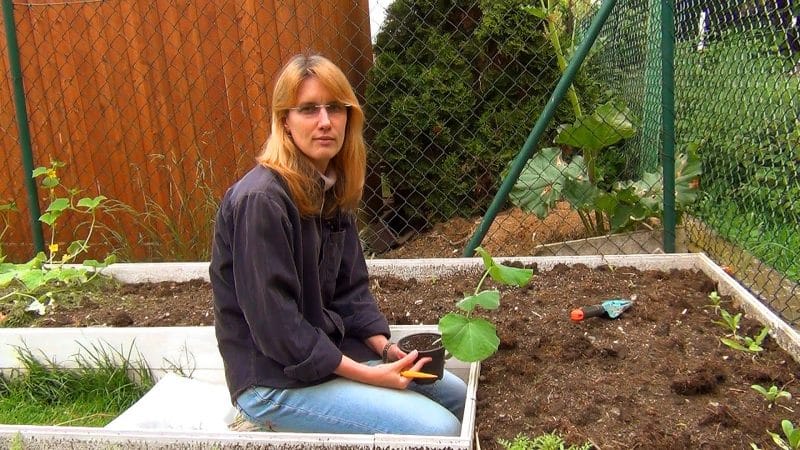 How to calculate the time when to plant pumpkin seedlings?