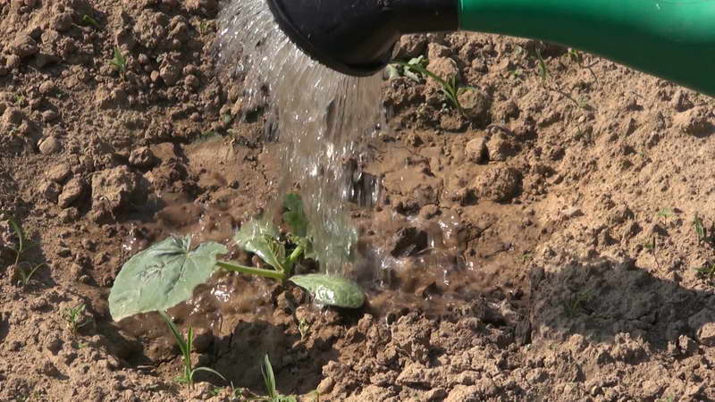 How to calculate the time when to plant pumpkin seedlings?