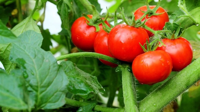 We'll tell you and show you how to grow the Explosion tomato and what to do to get a rich harvest of tomatoes.