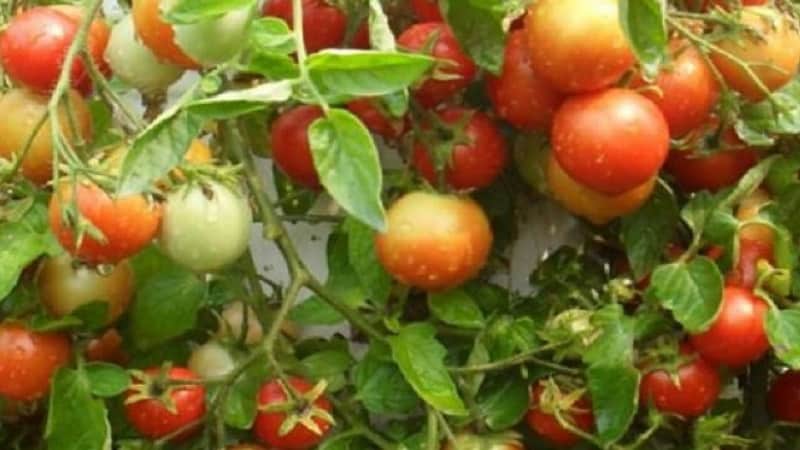 We'll tell you and show you how to grow the Explosion tomato and what to do to get a rich harvest of tomatoes.
