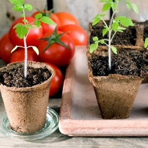 We'll tell you and show you how to grow the Explosion tomato and what to do to get a rich harvest of tomatoes.