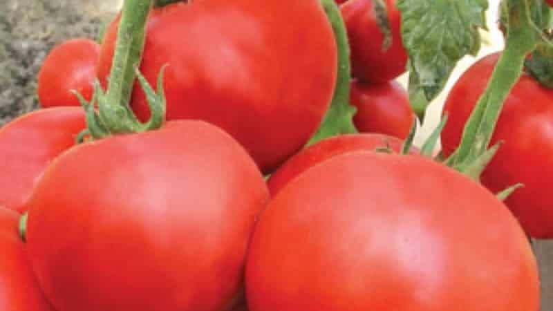 We'll tell you and show you how to grow the Explosion tomato and what to do to get a rich harvest of tomatoes.