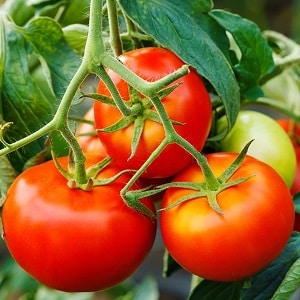 We'll tell you and show you how to grow the Explosion tomato and what to do to get a rich harvest of tomatoes.