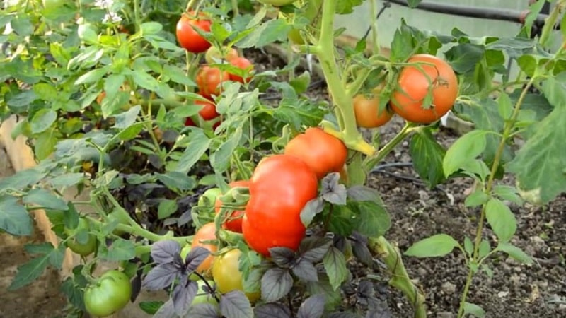 We'll tell you and show you how to grow the Explosion tomato and what to do to get a rich harvest of tomatoes.