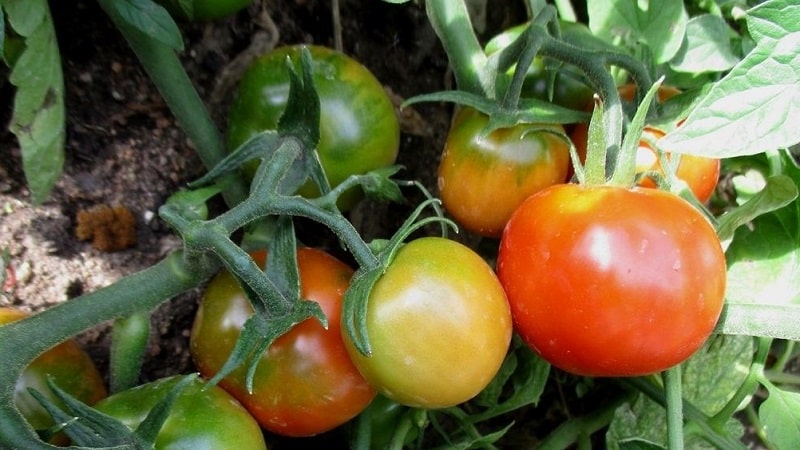 We'll tell you and show you how to grow the Explosion tomato and what to do to get a rich harvest of tomatoes.