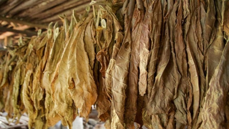 What types of tobacco exist that do not require fermentation?