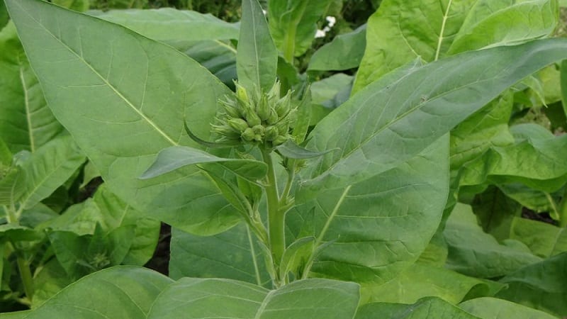 What types of tobacco exist that do not require fermentation?