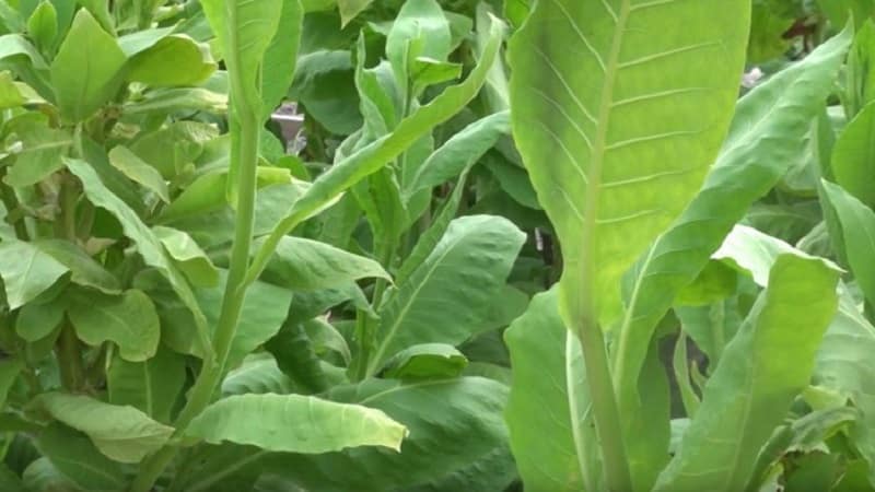 What types of tobacco exist that do not require fermentation?