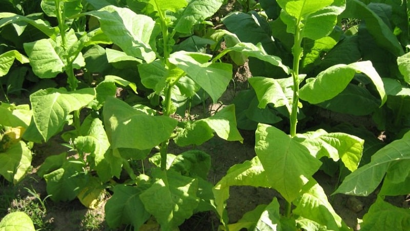 What types of tobacco exist that do not require fermentation?