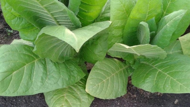What types of tobacco exist that do not require fermentation?