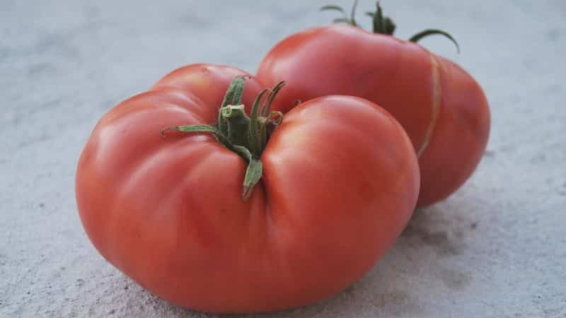 What yield can you expect from a Honey tomato in open ground?