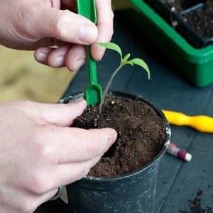 What yield can you expect from a Honey tomato in open ground?
