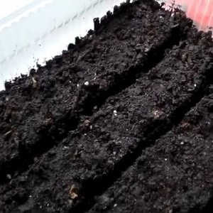 What yield can you expect from a Honey tomato in open ground?