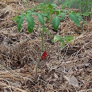 What yield can you expect from a Honey tomato in open ground?