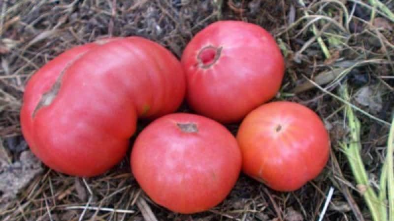 What yield can you expect from a Honey tomato in open ground?