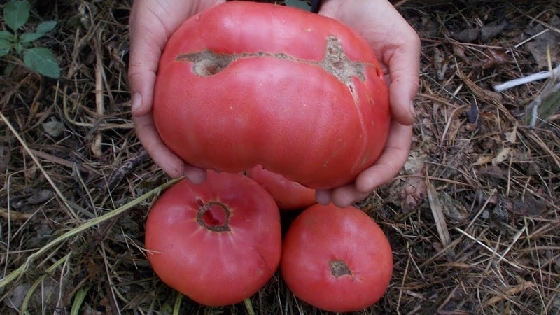 What yield can you expect from a Honey tomato in open ground?