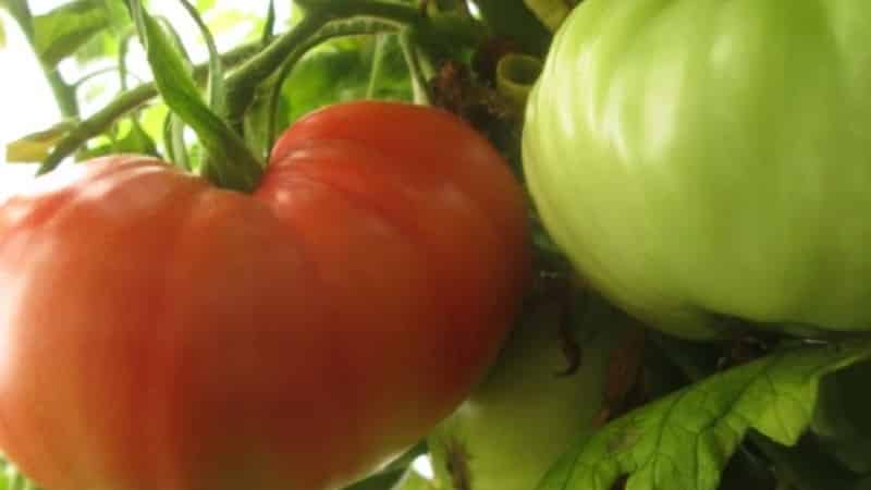 What yield can you expect from a Honey tomato in open ground?