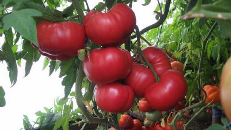 What yield can you expect from a Honey tomato in open ground?