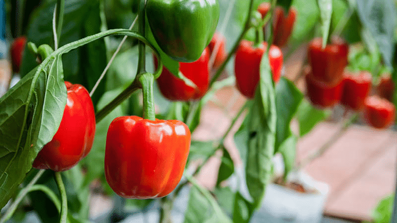 The best hybrids and varieties of peppers for polycarbonate greenhouses