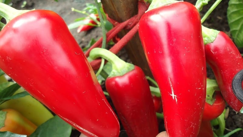 The best hybrids and varieties of peppers for polycarbonate greenhouses