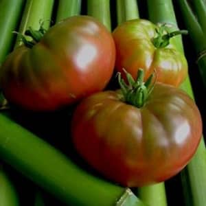 The Mikado tomato, beloved by summer residents, with a rich palette of subspecies and strong immunity - we grow it ourselves without hassle