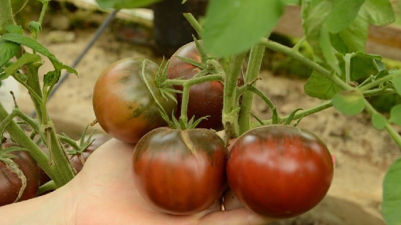 The Mikado tomato, beloved by summer residents, with a rich palette of subspecies and strong immunity - we grow it ourselves without hassle