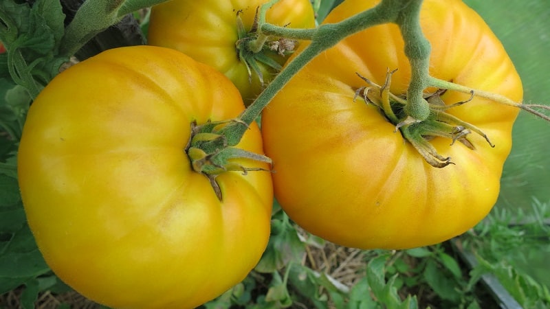 The Mikado tomato, beloved by summer residents, with a rich palette of subspecies and strong immunity - we grow it ourselves without hassle