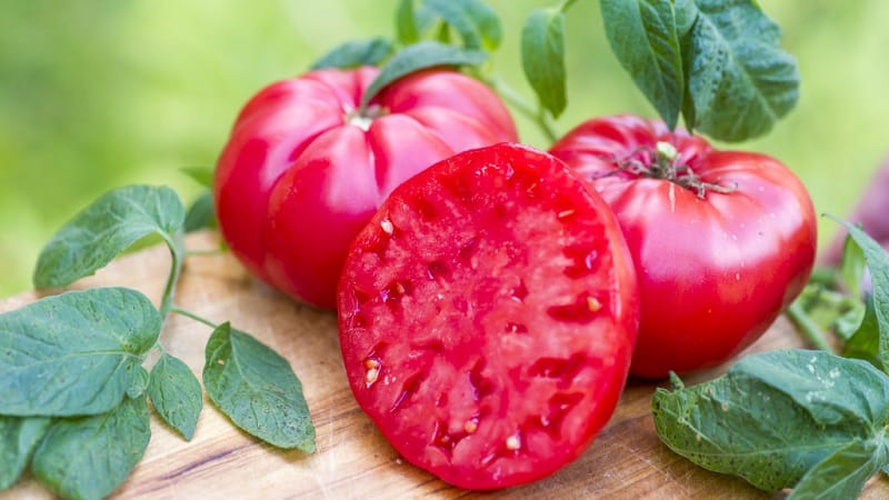 The Mikado tomato, beloved by summer residents, with a rich palette of subspecies and strong immunity - we grow it ourselves without hassle