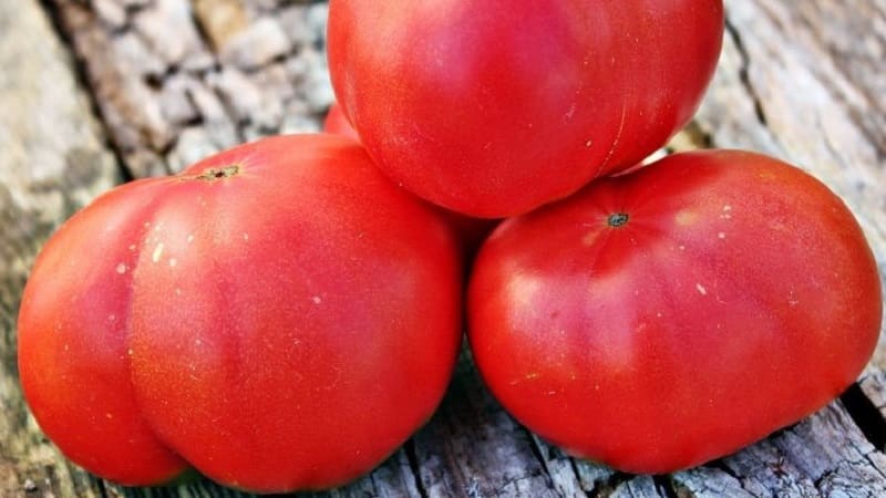 The Mikado tomato, beloved by summer residents, with a rich palette of subspecies and strong immunity - we grow it ourselves without hassle