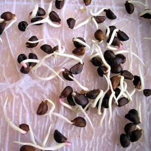 Is it possible to eat watermelon seeds and how are they beneficial for the body?