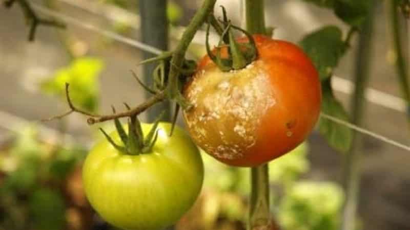Is it possible to treat tomatoes with furatsilin against late blight and what will be the effect?