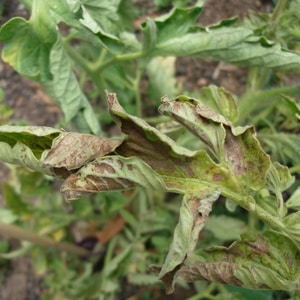 A reliable drug to protect the health of tomatoes - Penncozeb for processing tomatoes: instructions for use