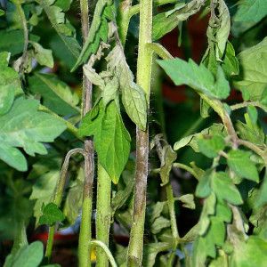 A reliable drug to protect the health of tomatoes - Penncozeb for processing tomatoes: instructions for use