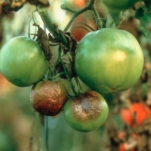 A reliable drug to protect the health of tomatoes - Penncozeb for processing tomatoes: instructions for use