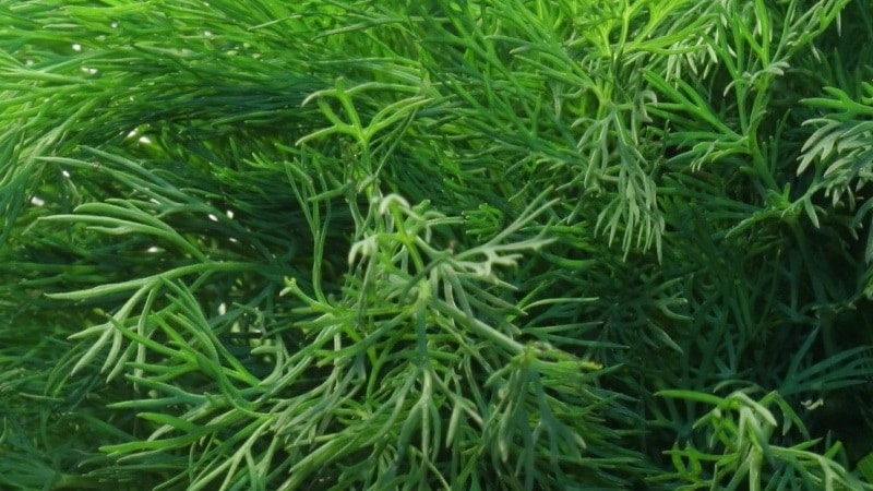 Review of the best varieties of dill for greens and umbrellas, recommendations for their correct choice