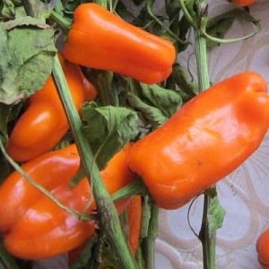 Very bright and surprisingly tasty Chanterelle pepper for preparations, delicious dishes and fresh consumption