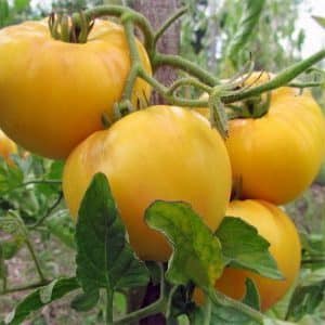 One of the most delicious varieties for fresh consumption is the Yellow Giant tomato.