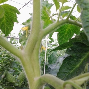 Why do tomatoes in a greenhouse lose color: what to do to save your tomato harvest