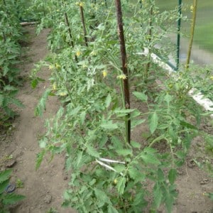 Why do tomatoes in a greenhouse lose color: what to do to save your tomato harvest