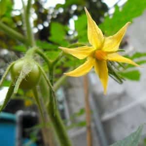 Why do tomatoes in a greenhouse lose color: what to do to save your tomato harvest