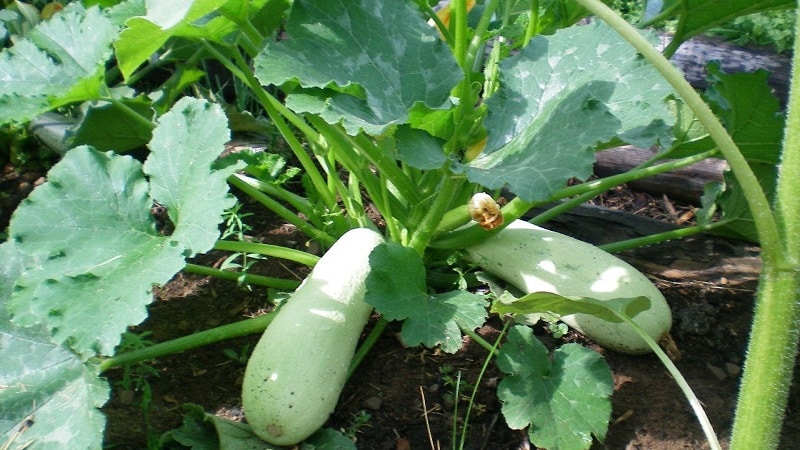 Domestic and imported bush varieties of zucchini: the most popular representatives and their features