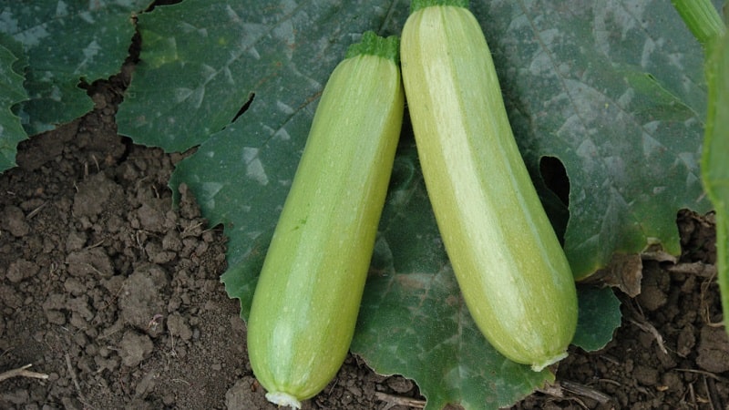 Domestic and imported bush varieties of zucchini: the most popular representatives and their features