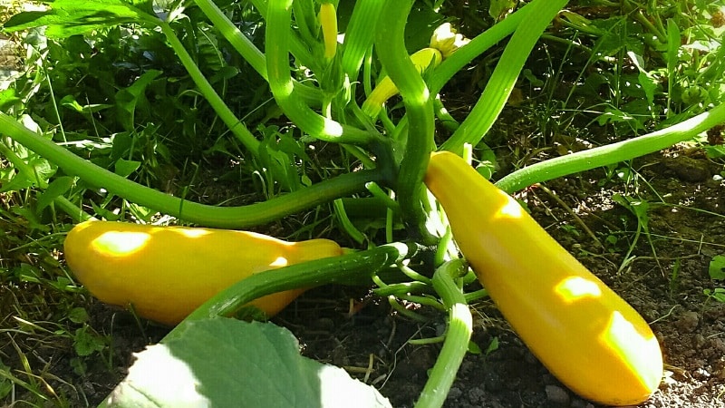 Domestic and imported bush varieties of zucchini: the most popular representatives and their features